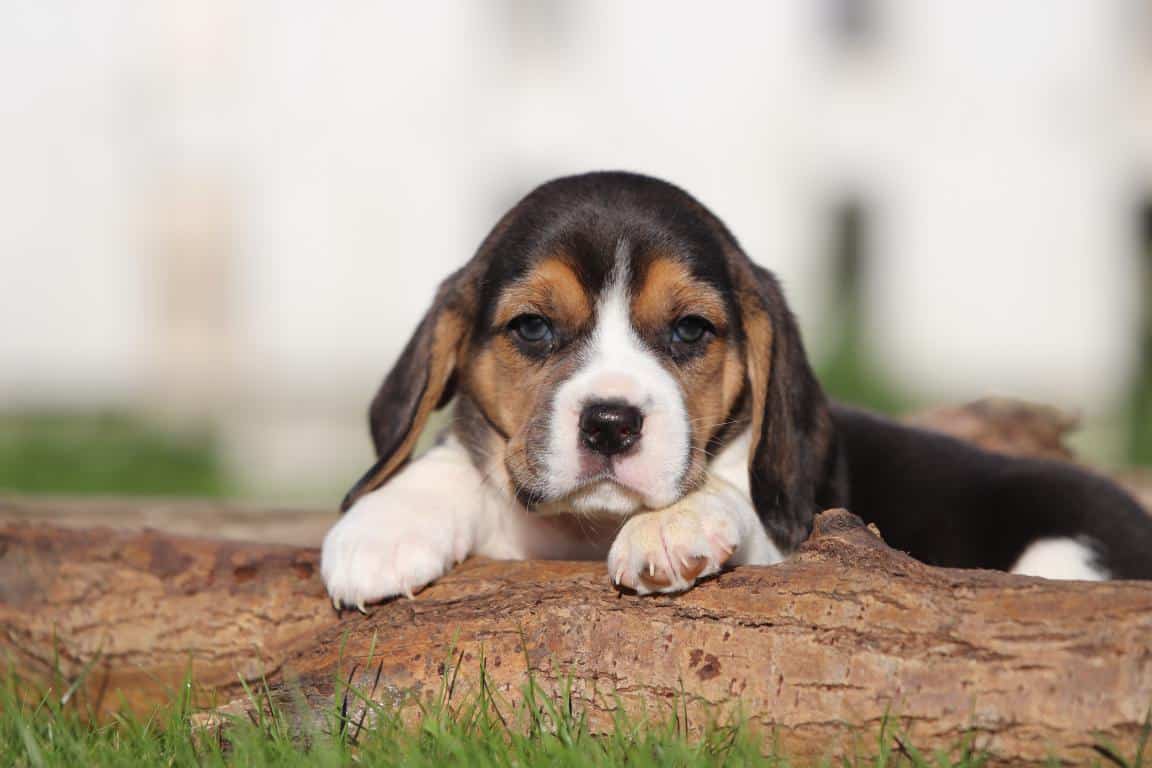 Waar vind ik een geweldig goede beagle fokker? 3 Beagle fokkers in belgi