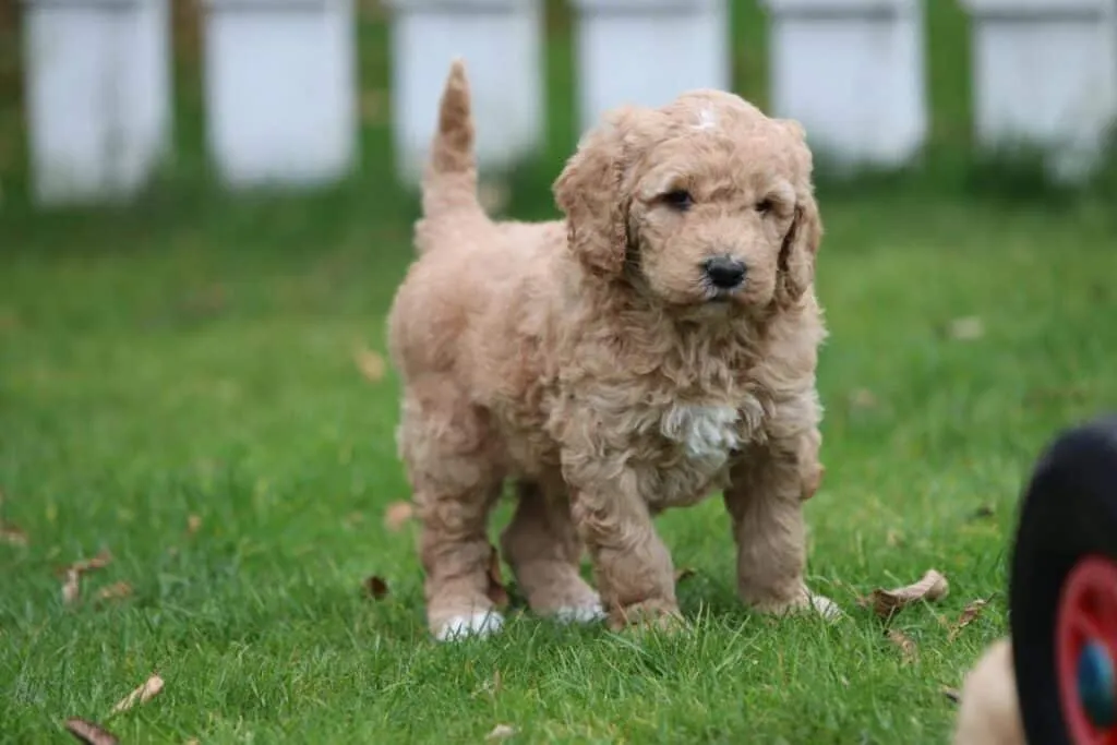 Labradoodle fokker Labradoodle puppy kopen