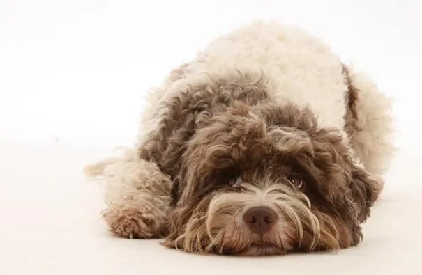 Labradoodle ou lagotto romagnolo? Analyse des principales diffรฉrences. 1 Labradoodle kopen