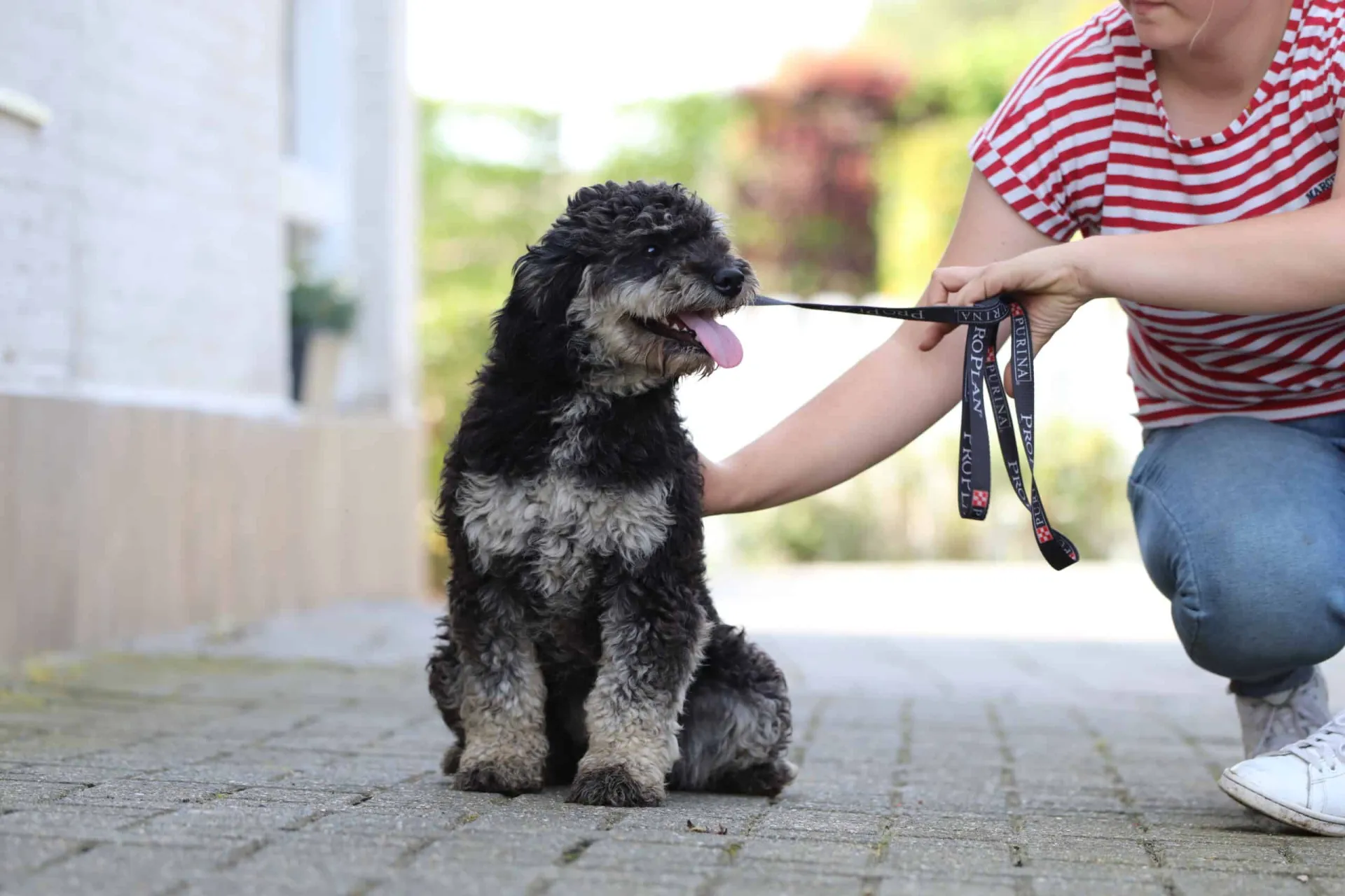 Hypoallergene honden, hybride honden, designerdogs 18 Chien hypoallergรฉnique lagotto romagnolo