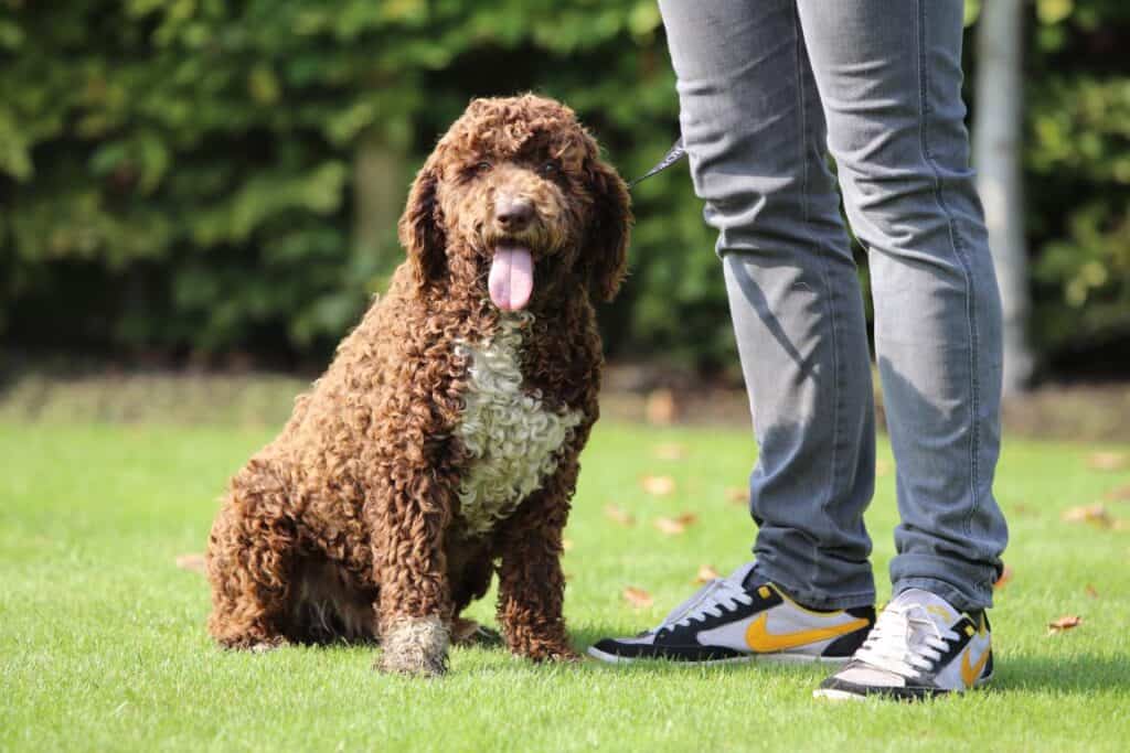 Chien d'eau italien ou prรฉfรฉrez-vous plutรดt un chien d'eau espagnol? 1 Italiaanse waterhond