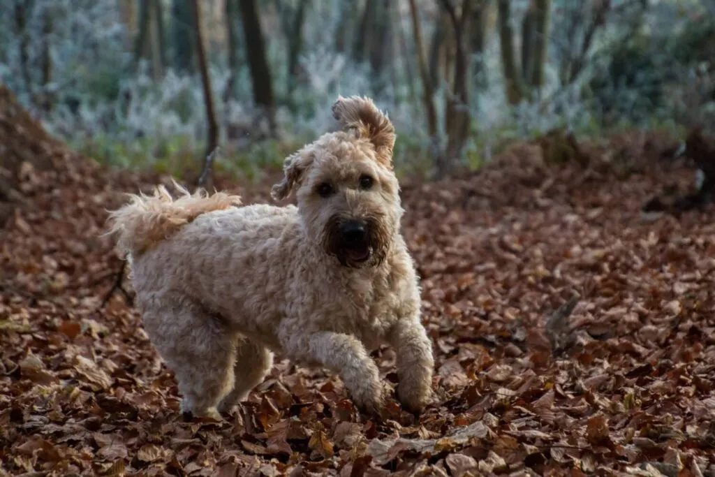 Labradoodle ou lagotto romagnolo? Analyse des principales diffรฉrences. 5 Italiaanse waterhond