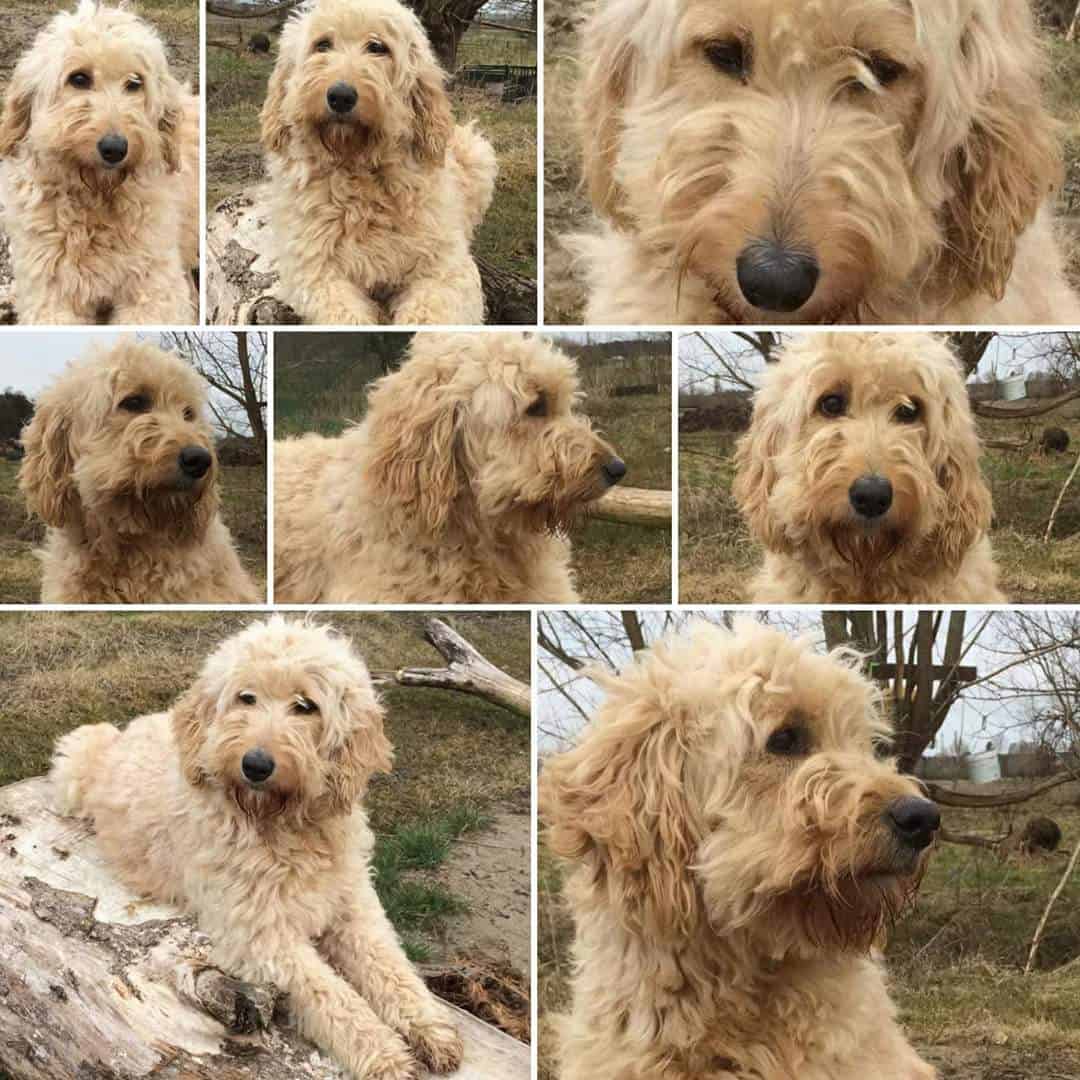 Hypoallergene honden, hybride honden, designerdogs 29 Chiens de compagnie hypoallergรฉniques