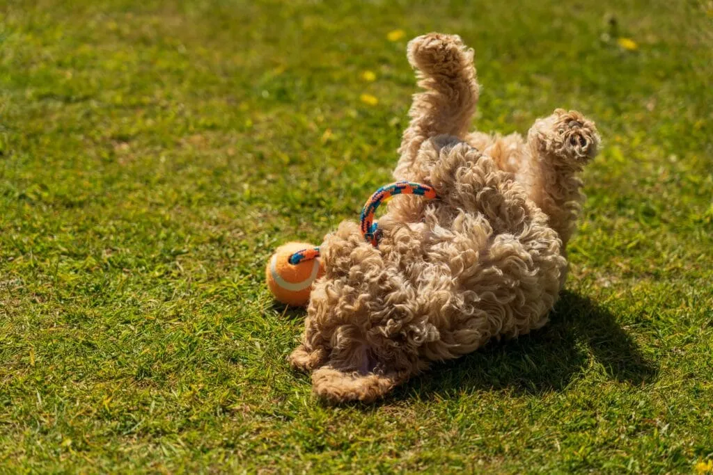 Chiots cockapoo ร vendre โ รฉleveur belge depuis 1991 2