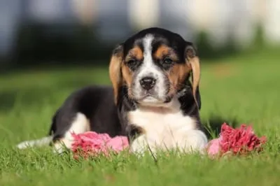 Prix du beagle, combien coรปte un chiot beagle? 3 Beagle prijs belgiรซ