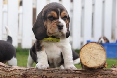 Gestation period in dogs: how long are dogs pregnant? 2 Beagle rasse kosten