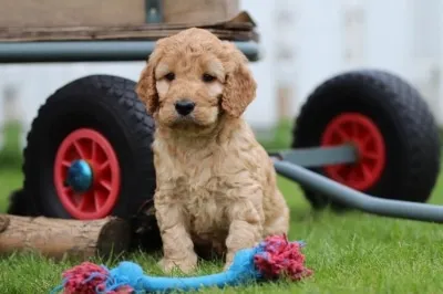 Hypoallergene honden, hybride honden, designerdogs 41 Chiens hypoallergรฉniques pour enfants