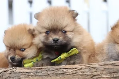 Pomeriaan pups te koop bij belgisch fokker 8 Pomeriaan pups vlaamse fokker