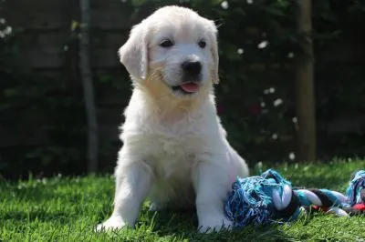 Golden retriever puppy - wat moet je weten 7 Golden retriever kopen luxemburg