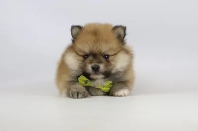 What is the price of a pomeranian puppy? 2 Buy pomeranian puppy