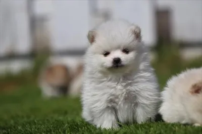 What is the price of a pomeranian puppy? 1 Pomeranian breeder price