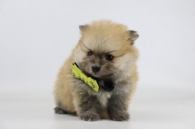 Gestation period in dogs: how long are dogs pregnant? 3 Zwangerschapstijd hond