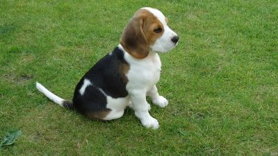 Origine d'un chiot : chez un รฉleveur reconnu? 2 Eigen kwekerij