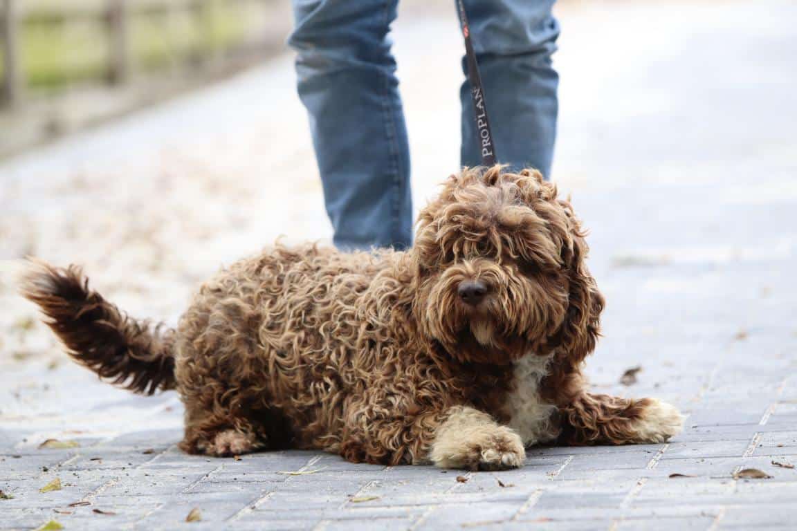 Hypoallergene honden, hybride honden, designerdogs 15 Chien designer