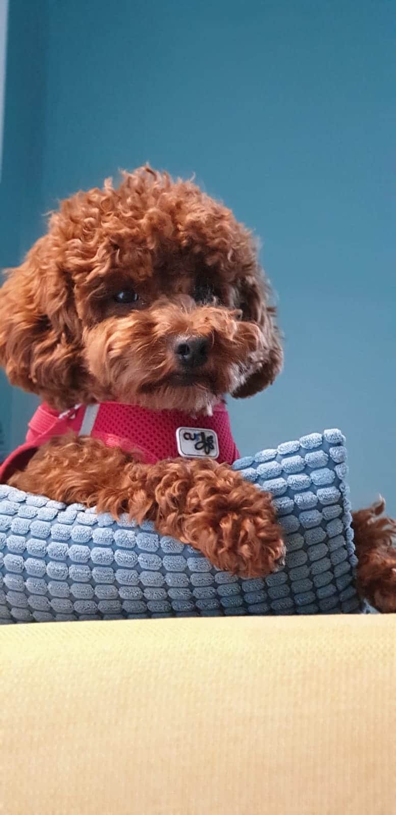 Hypoallergene honden, hybride honden, designerdogs 6 Chiens hybrides