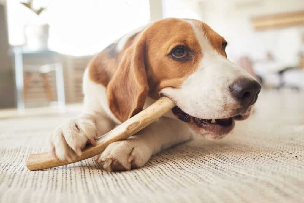 10 beagle activiteiten die ze graag doen 4