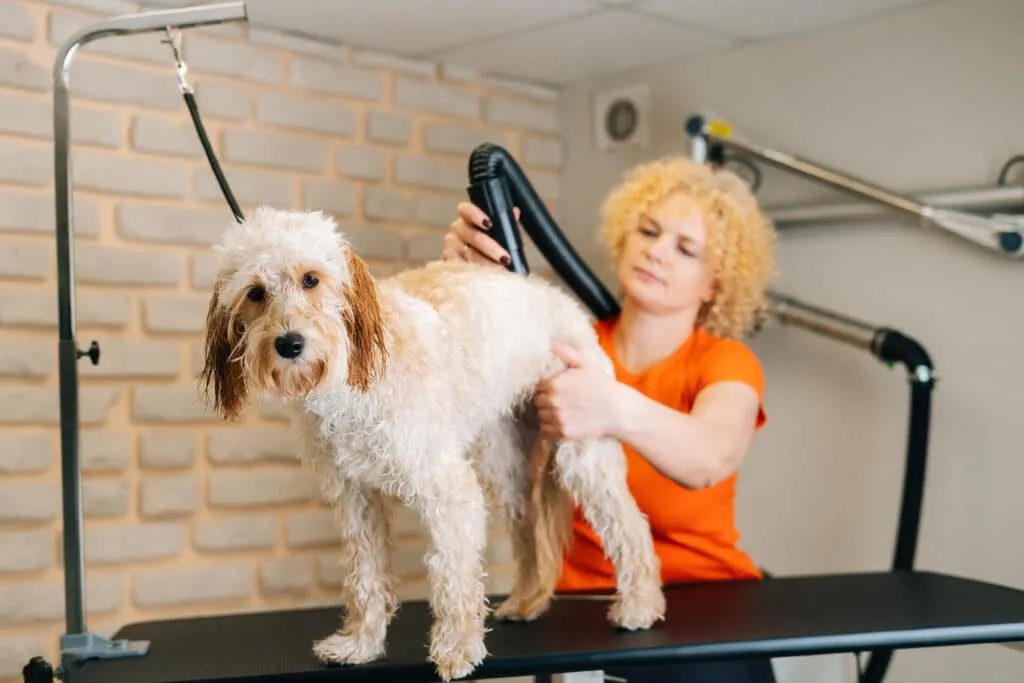 Vachtverzorging voor labradoodles: alles wat je moet weten 1 Labradoodles waterblazer