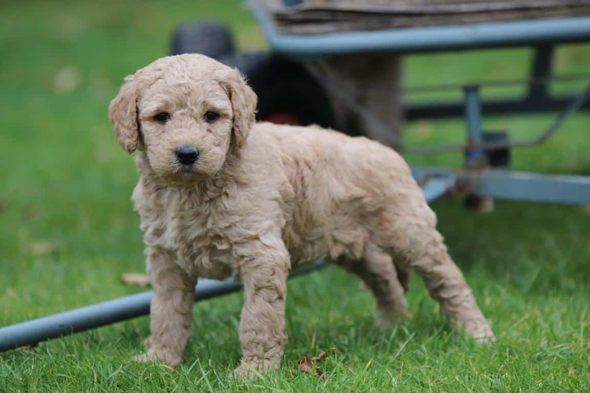 Hypoallergene honden, hybride honden, designerdogs 21 Chien pour asthmatiques
