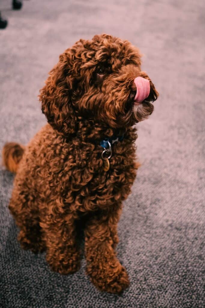 Chiots cockapoo ร vendre โ รฉleveur belge depuis 1991 5
