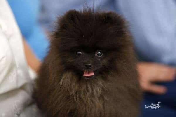 Wat is het verschil tussen een duitse kees, pomeriaan, kleine kees en dwergkees? 1 Diffรฉrence spitz nain
