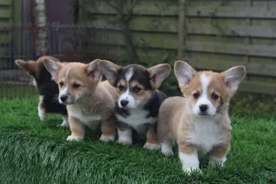 Informations sur le welsh corgi pembroke 2 Small dog breeds