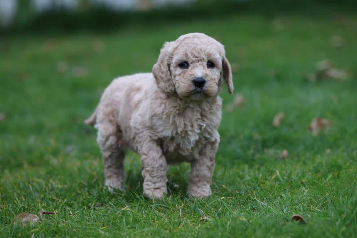 Hypoallergene honden, hybride honden, designerdogs 20 Chiens hybrides
