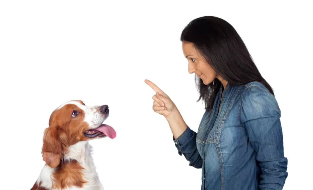 Hoe een hond straffen? 1 Hond straffen