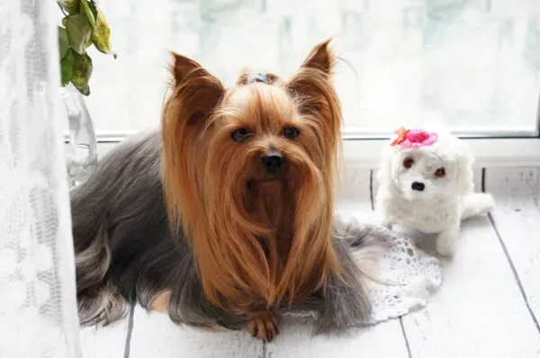 Chiens qui ne perdent pas de poils ou trรจs peu 5 Races de chiens qui perdent peu de poils