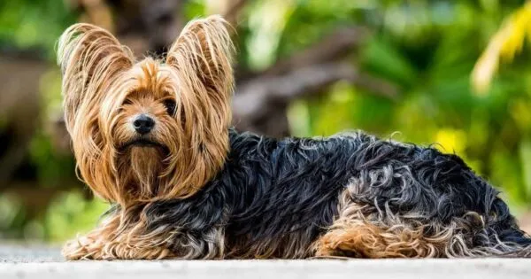Yorkshire-ernรคhrung: welche nahrung isst ein yorkshire terrier? 1 Yorkshire terrier voeding