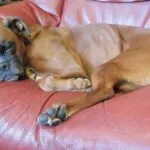 Lobbus - boxer 17 Boxer gezondheid