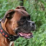 Lobbus - boxer 26 Boxer kopen