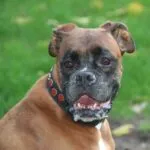 Lobbus - boxer 9 Boxer gezelschapshond