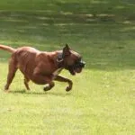 Lobbus - boxer 28 Boxer adoptie