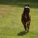 Lobbus - boxer 29 Boxer beoordelingen