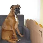 Lobbus - boxer 45 Boxer familiehond