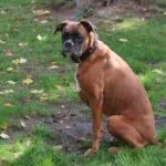 Lobbus - boxer 10 Boxer gedrag