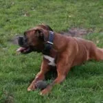 Lobbus - boxer 31 Boxer adoptie
