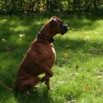 Lobbus - boxer 12 Boxer honden ervaringen