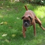 Lobbus - boxer 11 Boxer puppy
