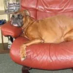 Lobbus - boxer 16 Boxer beoordelingen