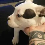 Zara - american bully 6