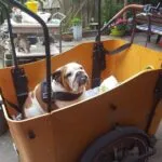 Maxime - engelse bulldog 11 Maxime review