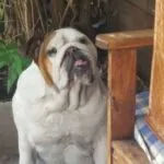 Maxime - engelse bulldog 10 Woefkesranch engelse bulldog
