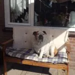 Maxime - engelse bulldog 12 Engelse bulldog reviews