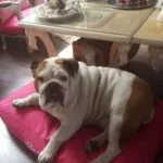 Maxime - engelse bulldog 9 Engelse bulldog fokkerij