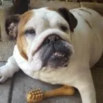 Maxime - engelse bulldog 8 Woefkesranch klantbeoordelingen