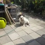 Maxime - engelse bulldog 7 Engelse bulldog adoptie