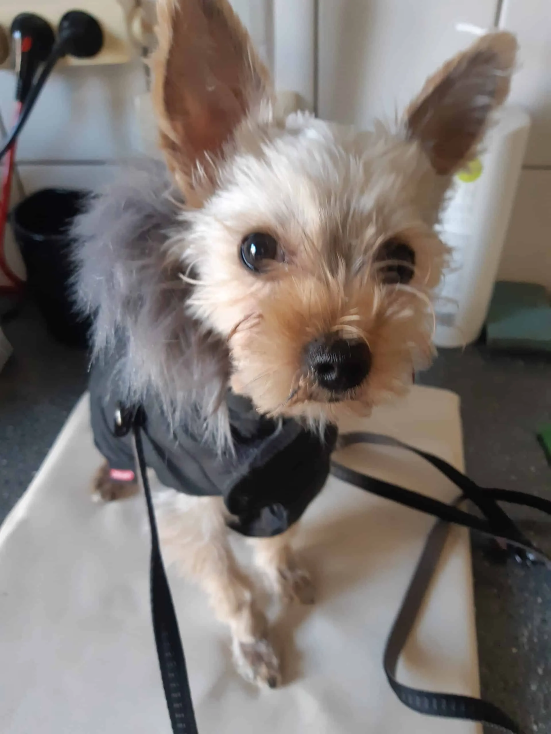 Yorkshire terrier - hiba – un an ce 30. 04. 2021 27 Yorkshire terrier training