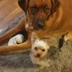 Yorkshire terrier - hiba – un an ce 30. 04. 2021 28 Un an