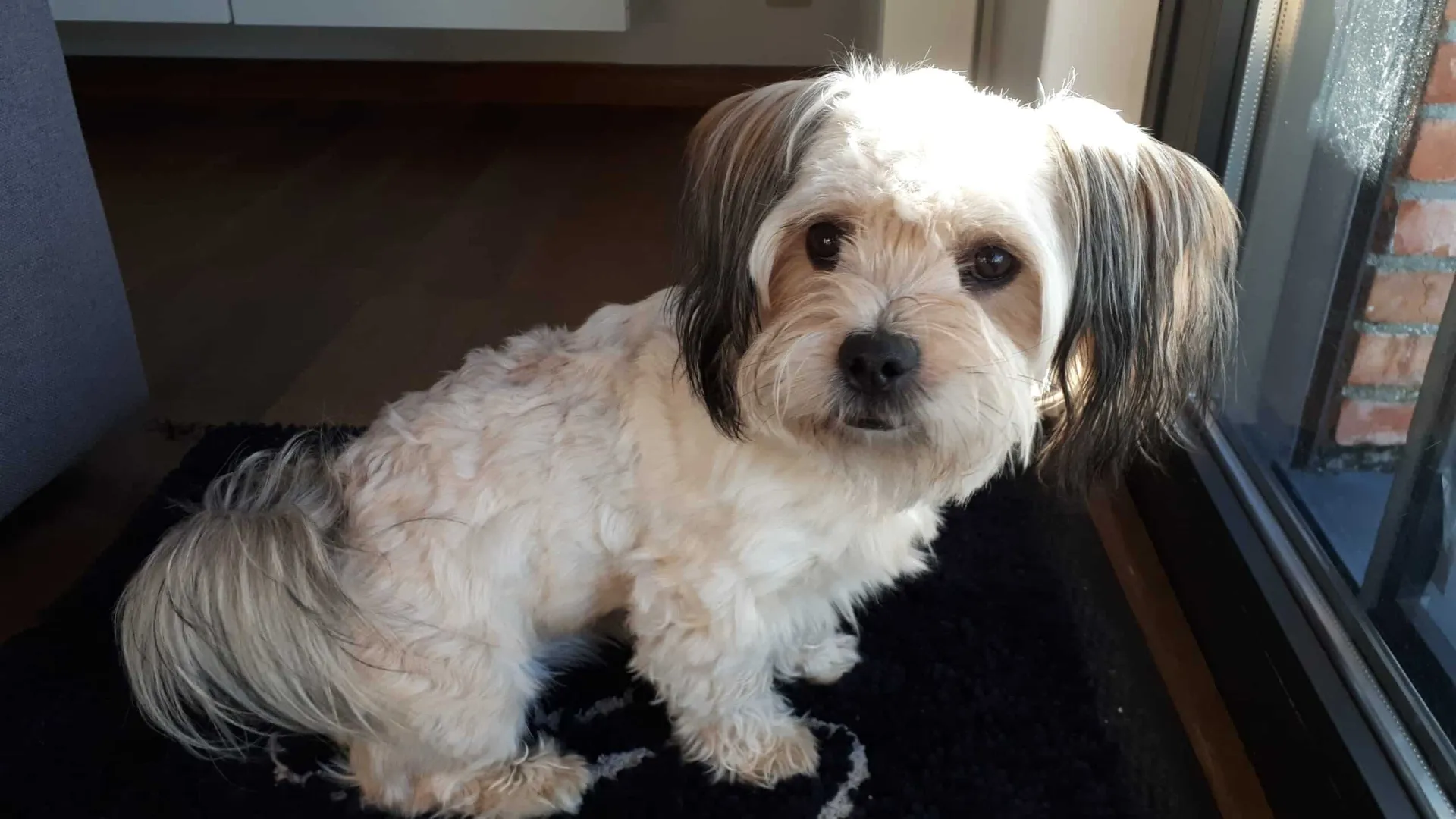 Malchi - zaza 7 Malchi hond ervaringen